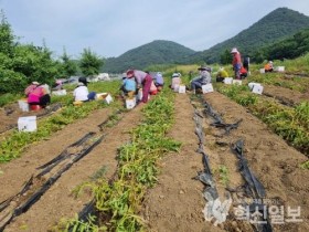 담양군 무정면, 햇감자 수확해 어려운 계층에 나눔 활동 펼쳐