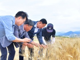 장성군, ‘슈퍼푸드’ 호라산 밀 수확 성공!