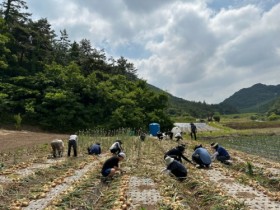 축산식품과, 영농철 농촌일손돕기 활동 나서