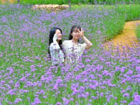 “장성군 동화나라 버베나 축제 오세요”