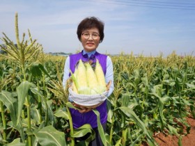 ‘수분가득, 과일처럼 먹어요’해남 초당옥수수 본격 출하