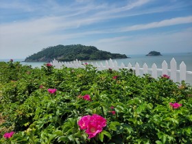 영광군, 백수(白岫)해안도로 ‘해당화 자연 포토존' 조성