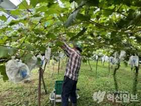 달콤함 일품 ‘완도자연그대로 해변 포도’ 본격 수확