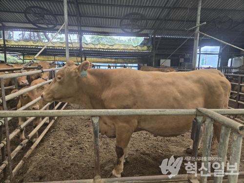 [크기변환]1. 고흥군, 우량한우 육성 확대지원 시책 개발 추진-유자골 고흥 한우 우량 한우.jpg