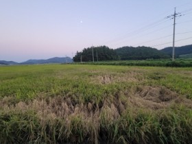 진도군, ‘벼멸구 방제·예찰 총력전 선포’