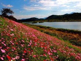 곡성군,‘석곡 코스모스 음악회’개최... 대황강변 코스모스 활짝