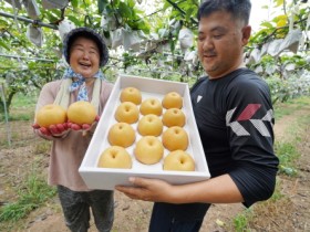 가을‘배’보약이 따로 없어요, 명절선물 1순위 이유가 있다!