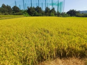 구례군, 벼 완전 물떼기 적기 실시 당부